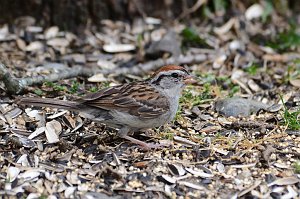 Sparrow, Chipping, 2012-07285723 Broad Meadow Brook, MA